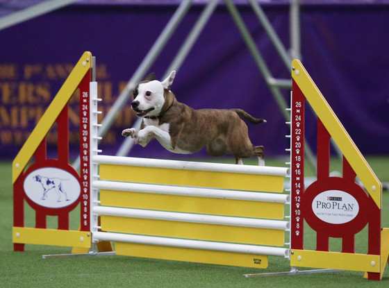 Emma, Westminster Dog Show Emma, Westminster Dog Show